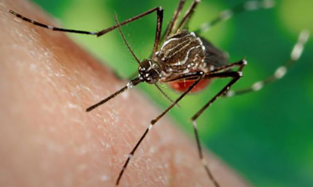 Phát hiện 56 cá thể muỗi dương tính với virus Zika tại Việt Nam phat hien 56 ca the muoi duong tinh voi virus zika tai viet nam