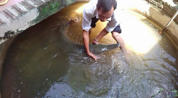 ha nam nuoc lu ngap den cua so ca sau hoa tien nang gan 30kg boi vao trong nha dan
