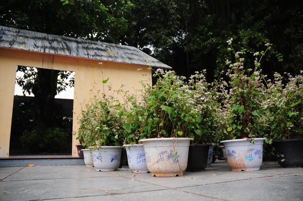 hoa tam giac mach khoe sac o thu do ha noi