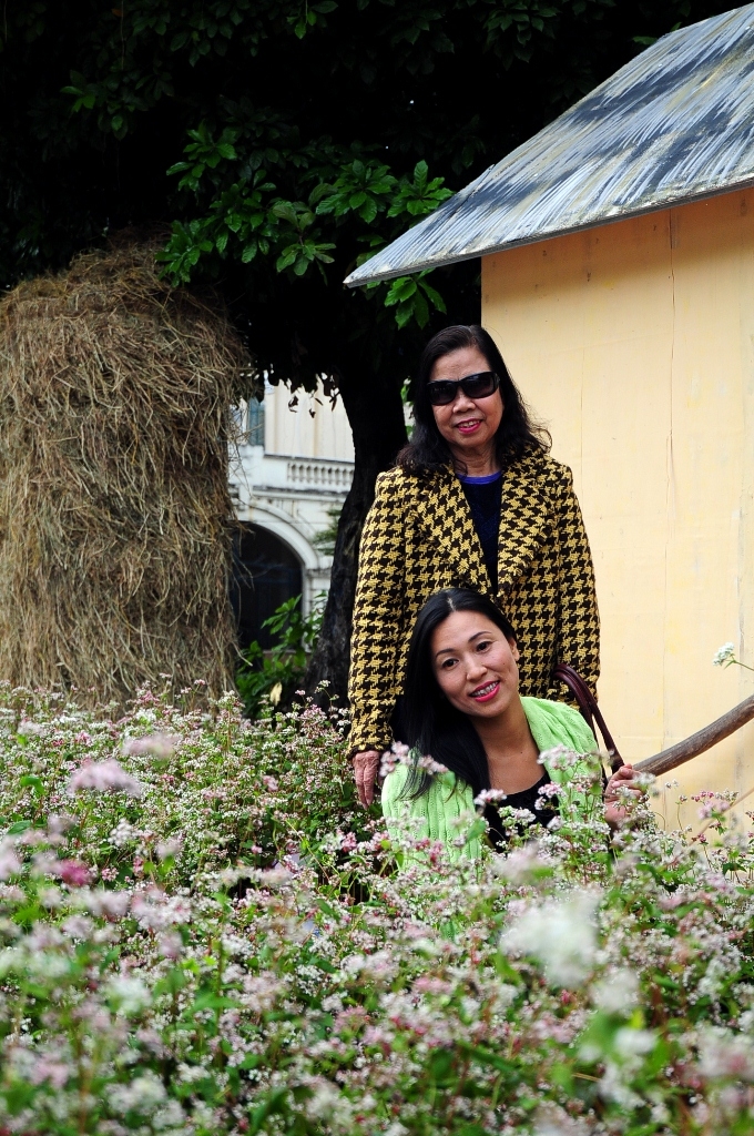 hoa tam giac mach khoe sac o thu do ha noi