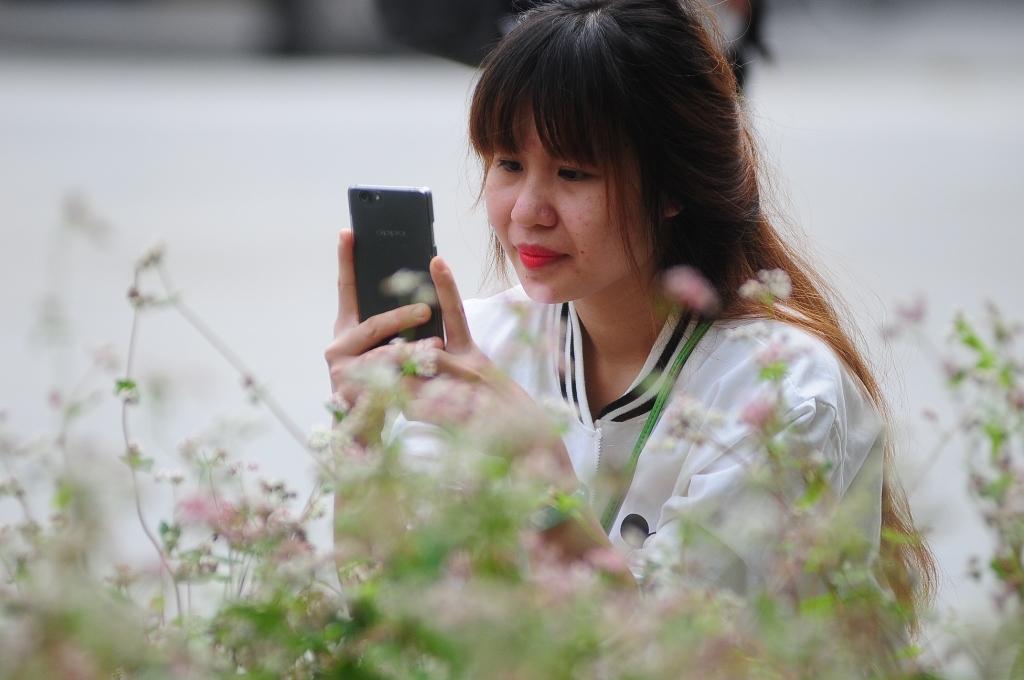 hoa tam giac mach khoe sac o thu do ha noi