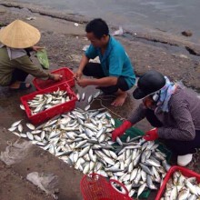 Phó Thủ tướng yêu cầu đẩy nhanh công tác bồi thường sự cố môi trường biển