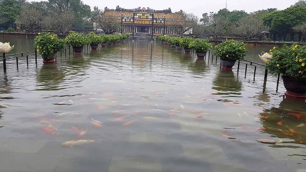 dan ca ngan con boi trong nuoc lu o dai noi hue