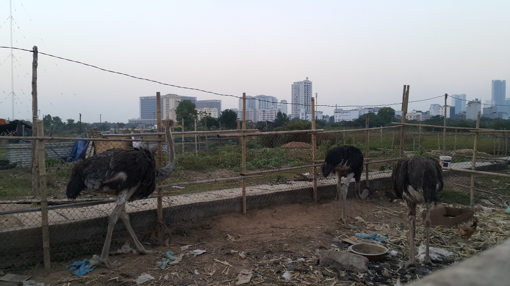 ha noi mo ban trau da dieu ca sau hut khach tai via he