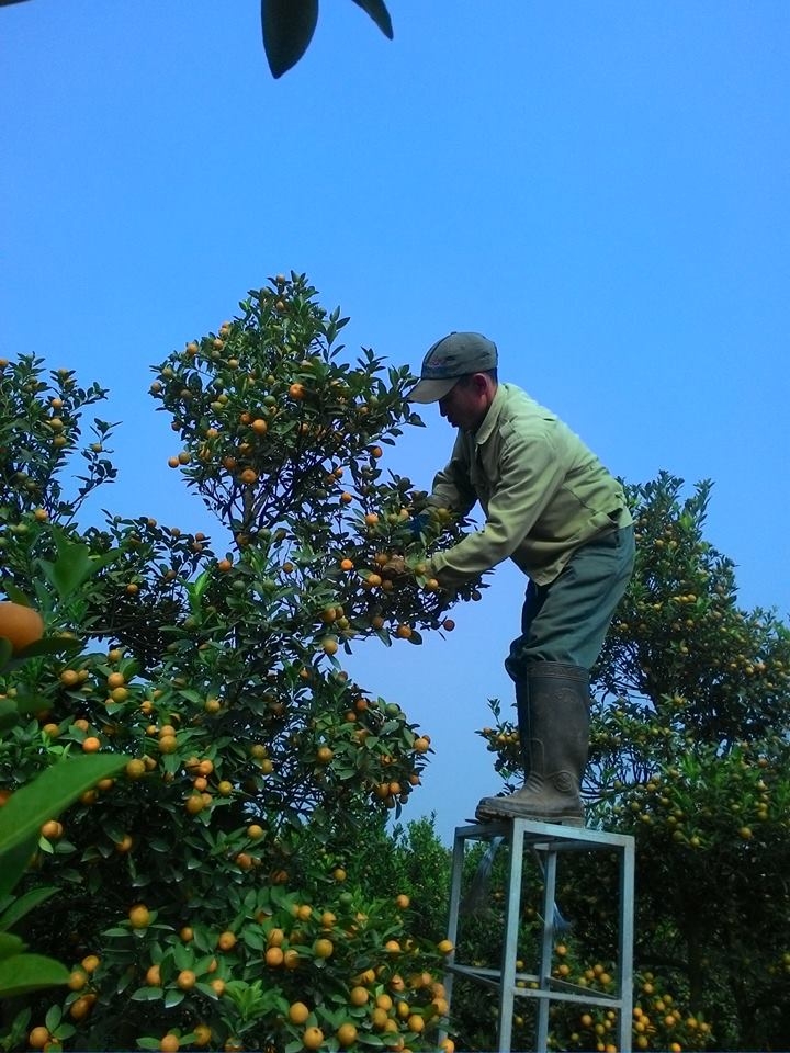 dao quat mong mua nguoi trong heo hon lo mat tet