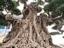 Ninh Bình: Ngắm những 'siêu cây' đắt như... siêu xe