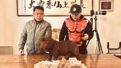 Người đàn ông Việt mang 2,6 tỉ đồng sang Trung Quốc mua chó Exotic Bully