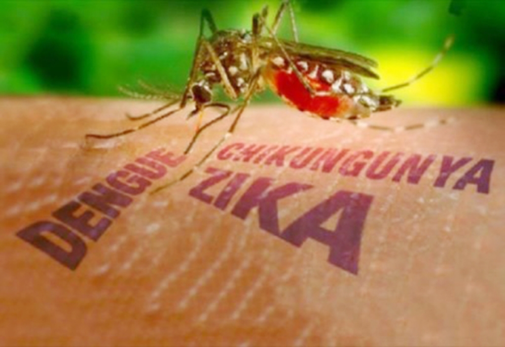 TP HCM công bố dịch Zika cấp phường, xã tp hcm cong bo dich zika cap phuong xa