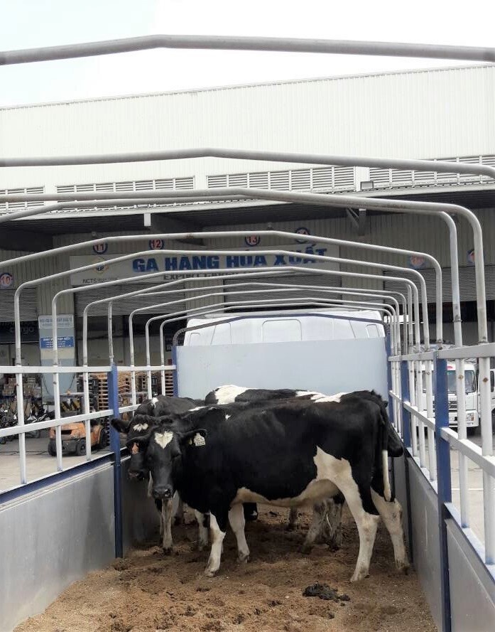 vinamilk nhap lo bo a2 thuan chung dau tien tu new zealand