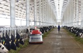Vinamilk nhập lô bò A2 thuần chủng đầu tiên từ New Zealand