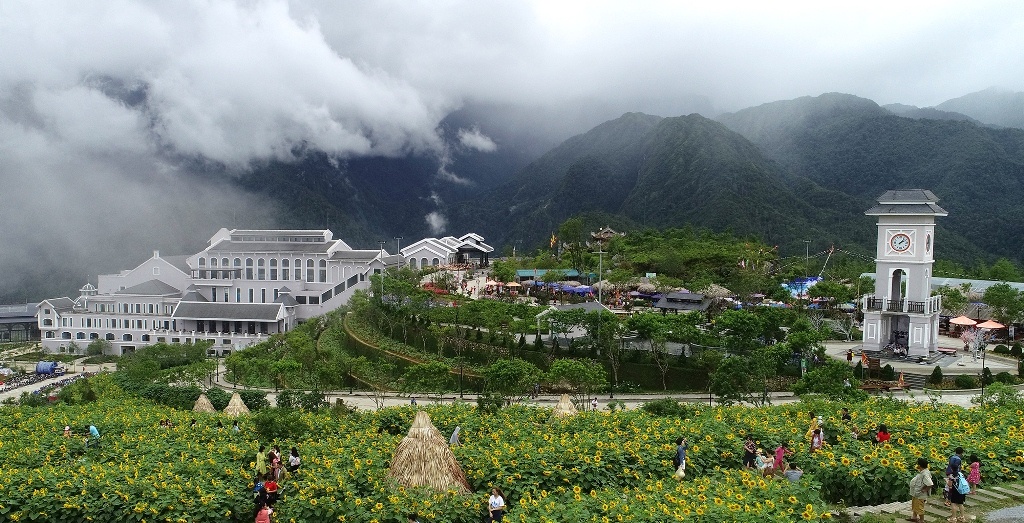 4 trieu cay hoa huong duong dong loat bung no tai sun world fansipan legend