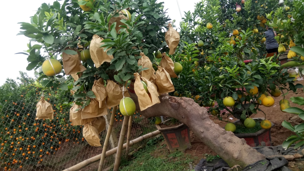 ve hung yen ngam buoi khung choi tet gia hang chuc trieu cho em nhe