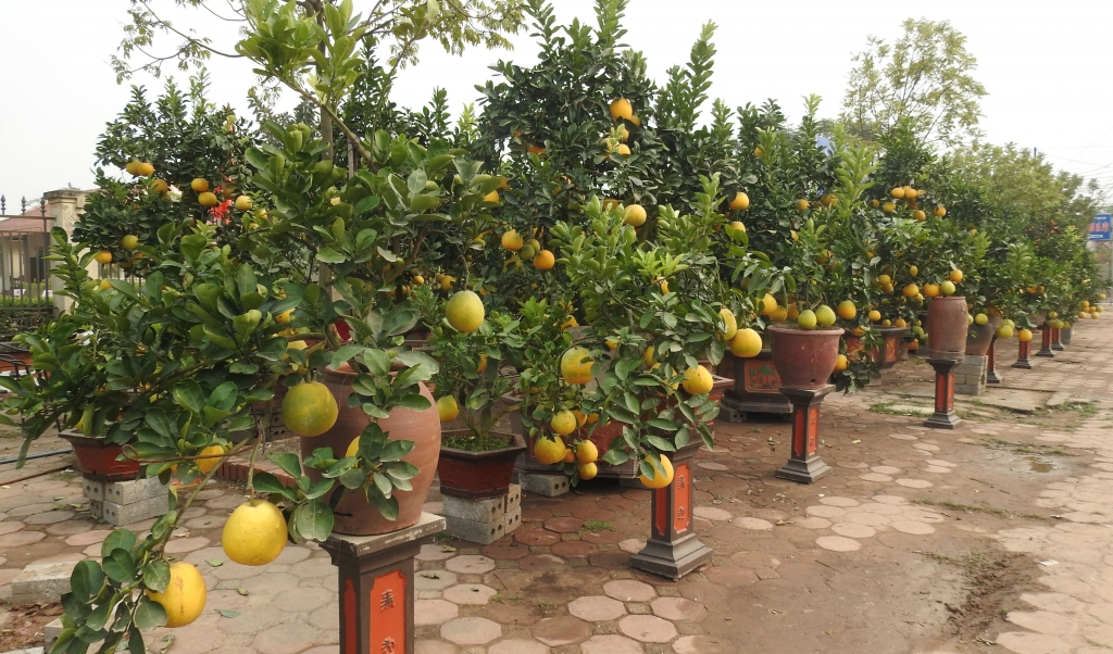 ve hung yen ngam buoi khung choi tet gia hang chuc trieu cho em nhe