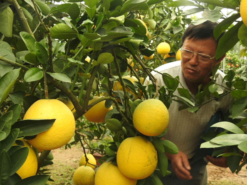 ve hung yen ngam buoi khung choi tet gia hang chuc trieu cho em nhe