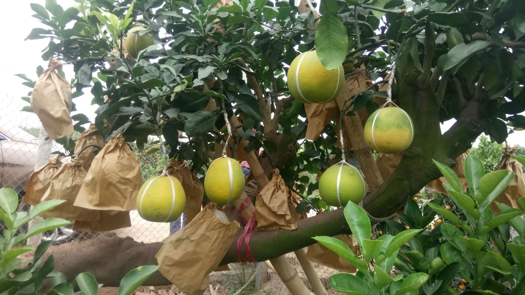 ve hung yen ngam buoi khung choi tet gia hang chuc trieu cho em nhe