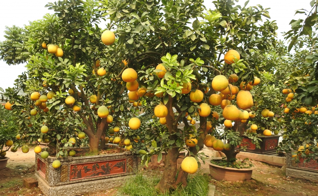 ve hung yen ngam buoi khung choi tet gia hang chuc trieu cho em nhe
