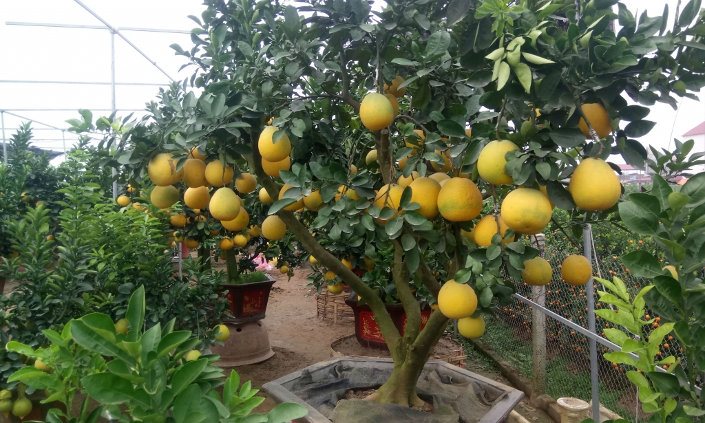 ve hung yen ngam buoi khung choi tet gia hang chuc trieu cho em nhe