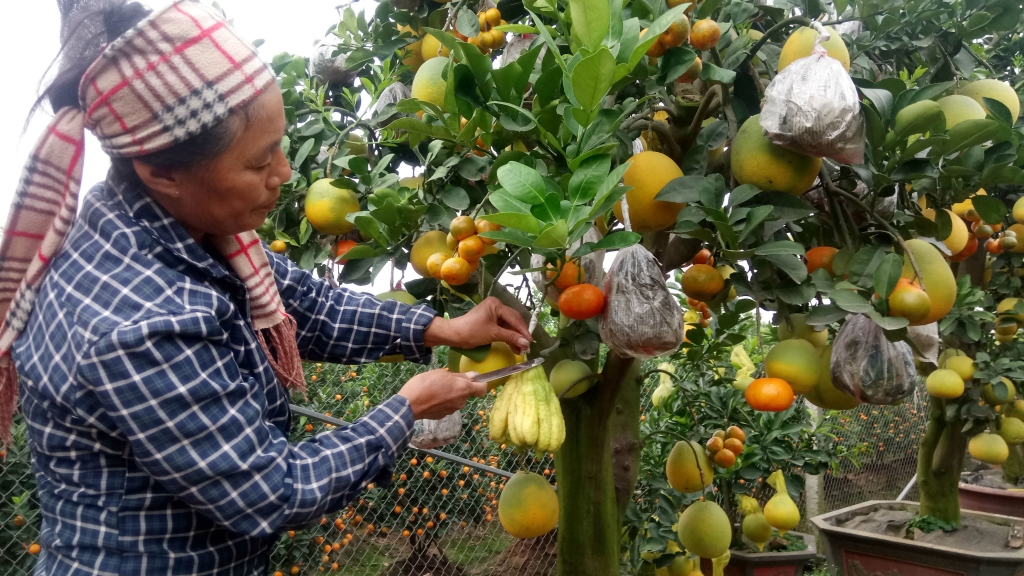 ve hung yen ngam buoi khung choi tet gia hang chuc trieu cho em nhe