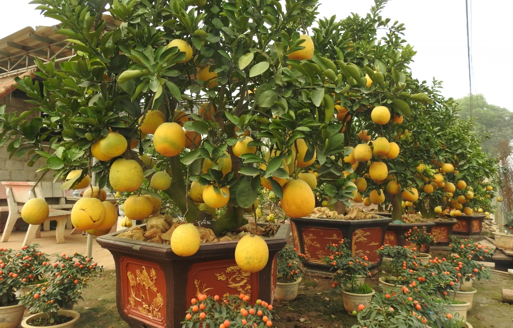 ve hung yen ngam buoi khung choi tet gia hang chuc trieu cho em nhe