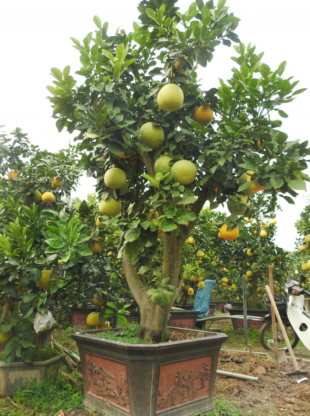 ve hung yen ngam buoi khung choi tet gia hang chuc trieu cho em nhe