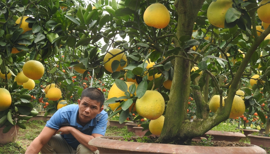 ve hung yen ngam buoi khung choi tet gia hang chuc trieu cho em nhe