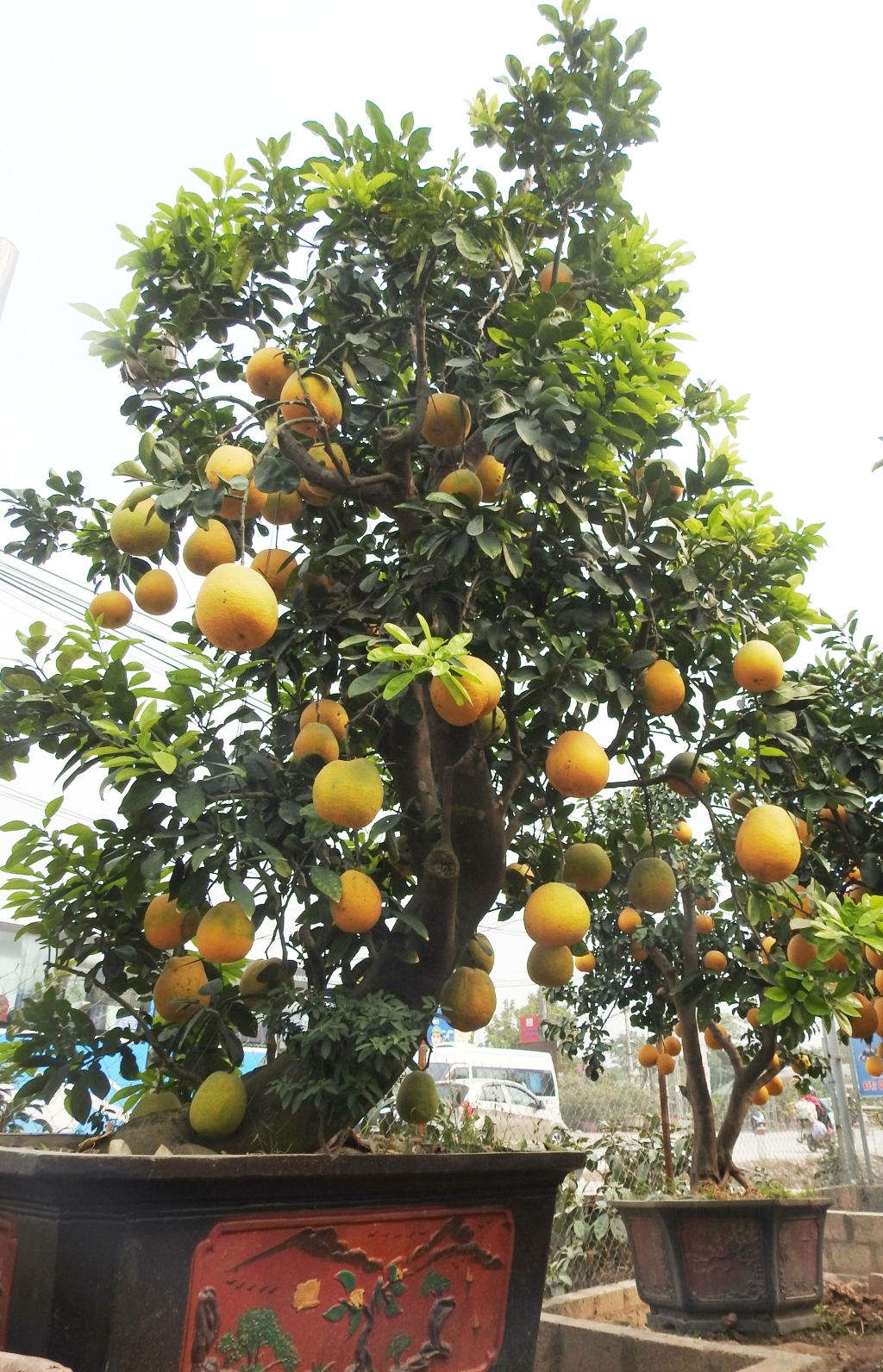 ve hung yen ngam buoi khung choi tet gia hang chuc trieu cho em nhe