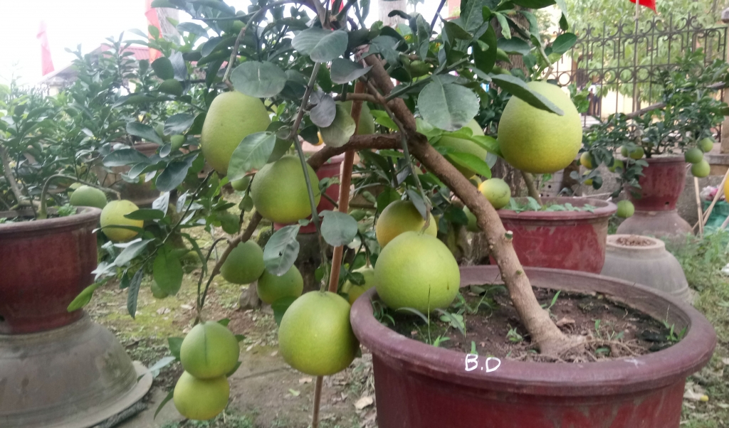 ve hung yen ngam buoi khung choi tet gia hang chuc trieu cho em nhe
