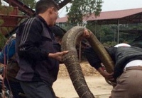 ha tinh thu don rung phat hien tran khung dai 18m nang 20kg