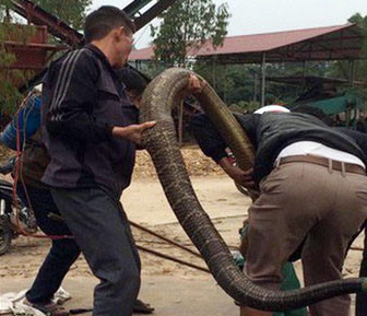 thot tim ran ho mang tho phi phi duoi gam giuong