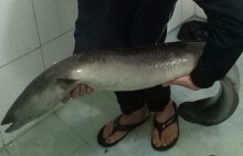 Bắt được cá lệch 'khủng' nặng gần 10kg trong sáng ngày đầu năm