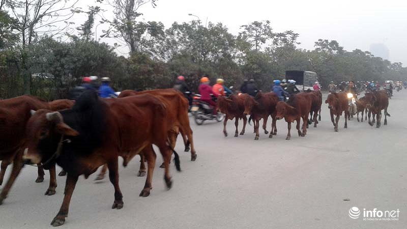 ha noi la lung bo di nghenh ngang tren dai lo hien dai nhat viet nam