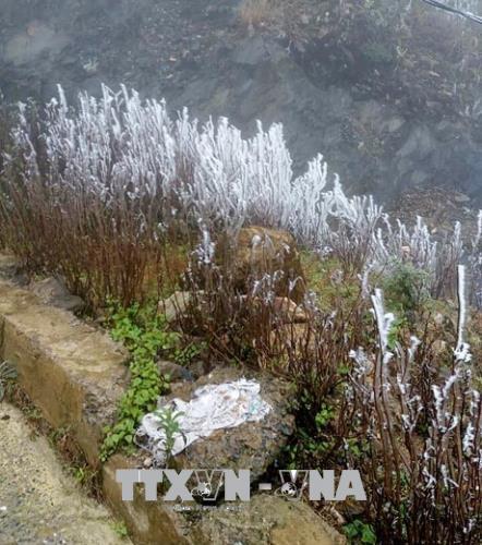 lanh 3 do c mu cang chai yen bai xuat hien bang gia