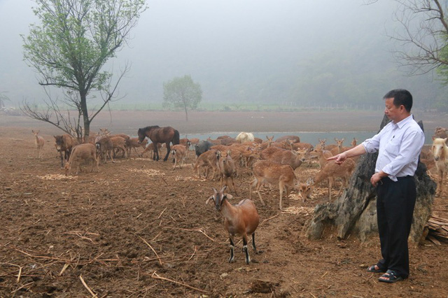 bo pho len rung nuoi huou nai lao nong kiem tien ty moi nam