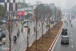 Hà Nội trồng cả trăm cây phong lá đỏ khi chưa thử nghiệm