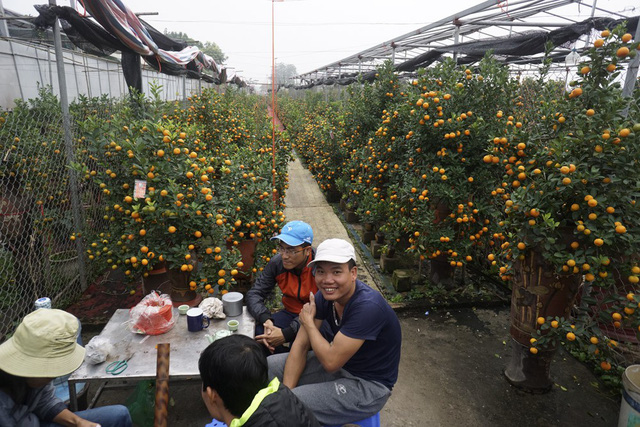 dat tu lien tran ngap nha gian trong quat bon sai