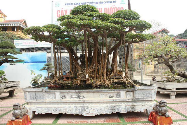 dai gia ha noi chi 5 ty mua dut cay sanh noi tieng bac nhat viet nam 74602