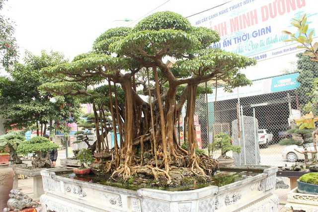 dai gia ha noi chi 5 ty mua dut cay sanh noi tieng bac nhat viet nam 74602