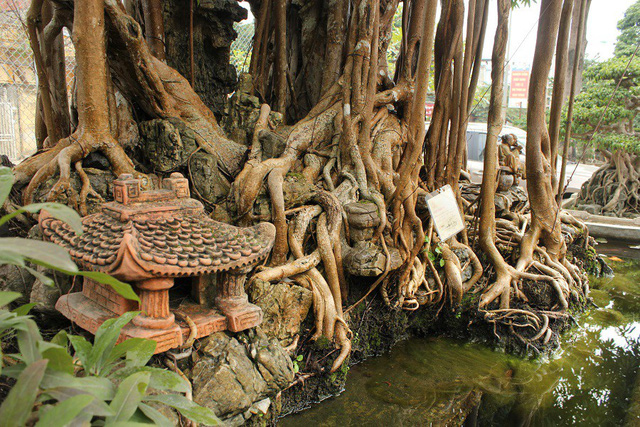 dai gia ha noi chi 5 ty mua dut cay sanh noi tieng bac nhat viet nam 74602