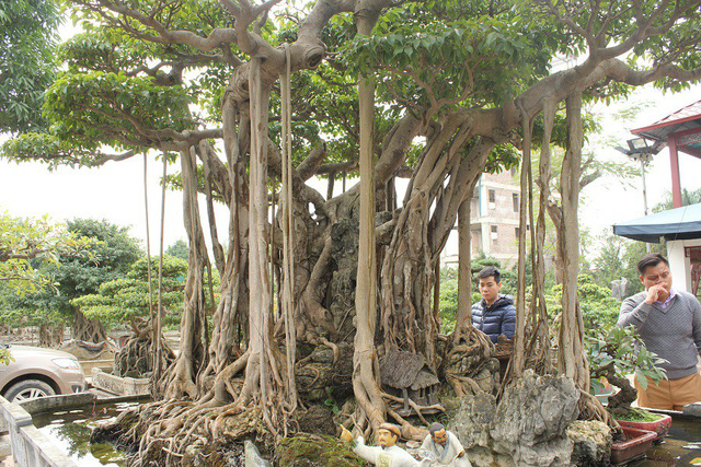 dai gia ha noi chi 5 ty mua dut cay sanh noi tieng bac nhat viet nam 74602