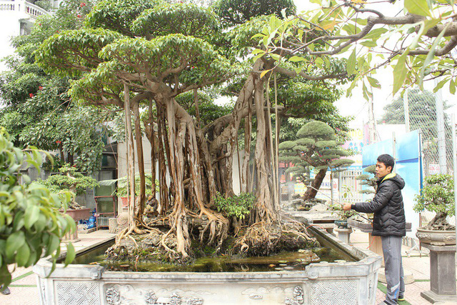 dai gia ha noi chi 5 ty mua dut cay sanh noi tieng bac nhat viet nam 74602