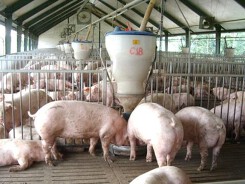 Thương lái mua lợn 2 triệu bán 6 triệu