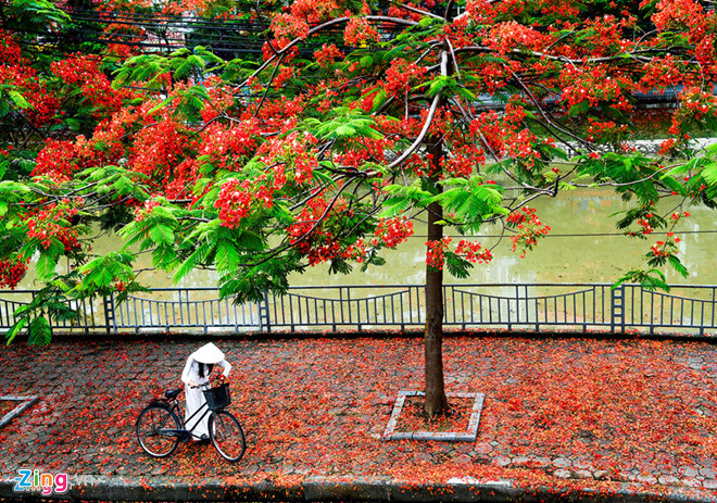 ha noi sau mua thi la nhung giac mo yeu