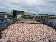 Trong vài giờ, cá chết trắng sông Cổ Cò