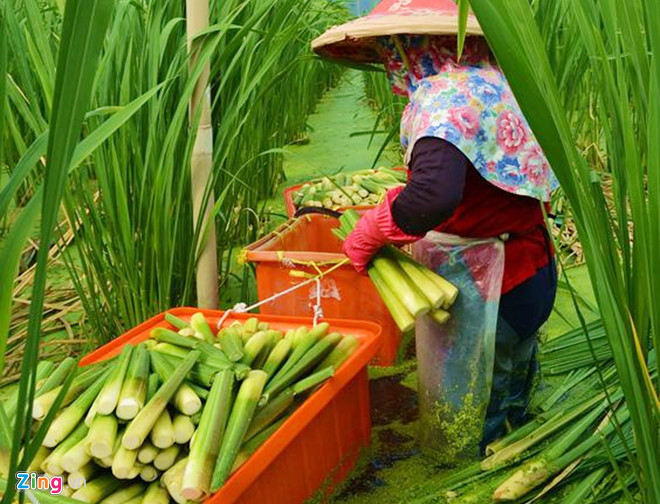 thuc vat la cao 2 m o soc trang la tre nuoc cua dai loan