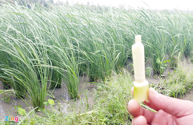 thuc vat la cao 2 m o soc trang la tre nuoc cua dai loan