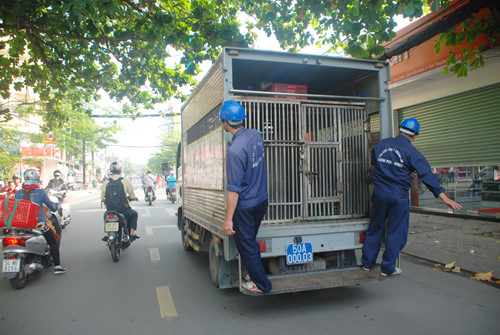 doi bat cho tha rong tren duong tphcm di tuan huyen nao pho phuong
