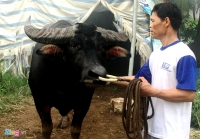 hon 2 van du khach den xem hoi choi trau do son