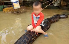 Thông tin mới về hình ảnh cậu bé 3 tuổi cưỡi trăn “khủng”