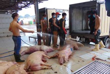 Vụ heo tiêm thuốc an thần: 'Trảm' Trưởng Chi cục Chăn nuôi thú y