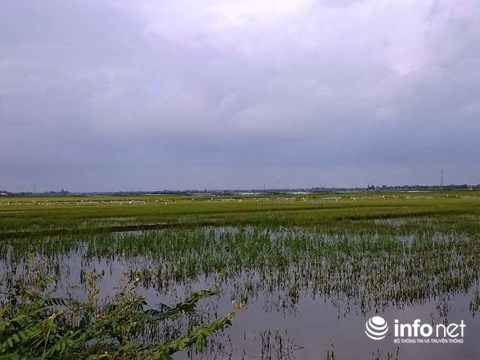 hue kinh hoang tan diet chim troi bit mieng khau mat